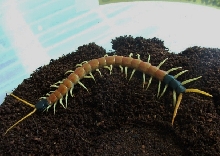 Scolopendra heros arizonensis