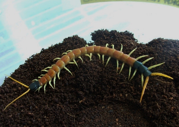 Scolopendra heros arizonensis
