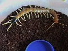 Scolopendra heros heros