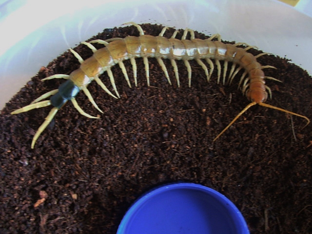 Scolopendra heros heros