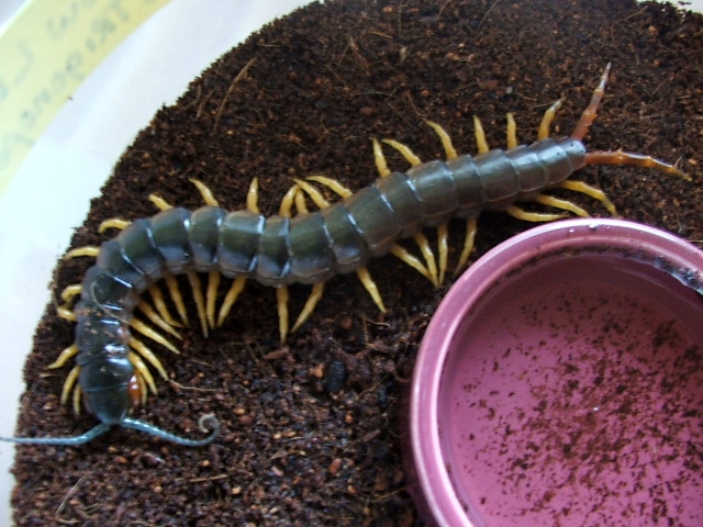 Ethmostigmus trigonopodus