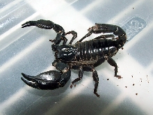 Heterometrus Petersii