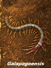 Scolopendra Galapagoensis