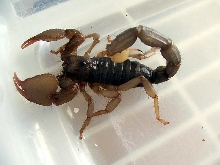 Heterometrus Swammerdami