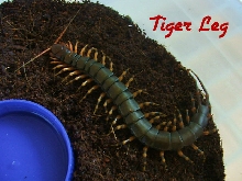 Chinese Tiger Leg