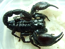 Heterometrus Laoticus