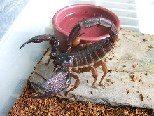 Swammerdami