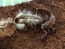 Another molted swammerdami