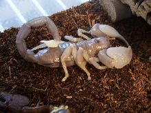 Another swammer molted