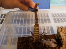 Swammerdami shell