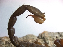 Swammerdami sting