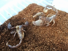 New swammer molted
