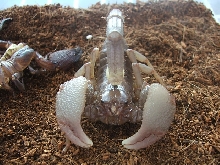 newly molted swammer