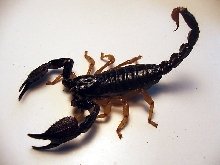 Heterometrus Madraspatensis