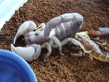 another new swammer molt