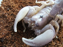 swammer close up