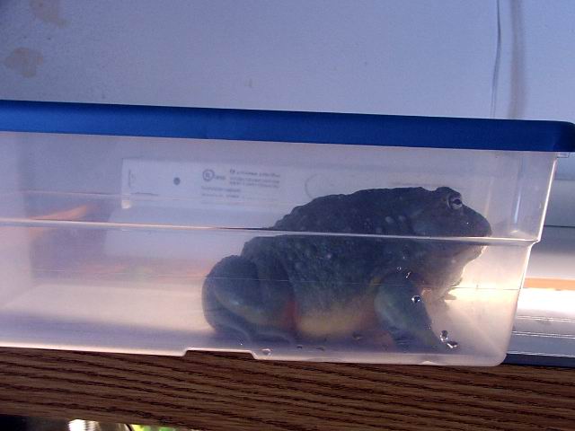 "BUSTER" is getting BIGGER!