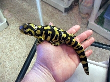 Male tiger bar salamander