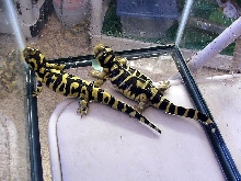 1.1 tiger bar salamanders