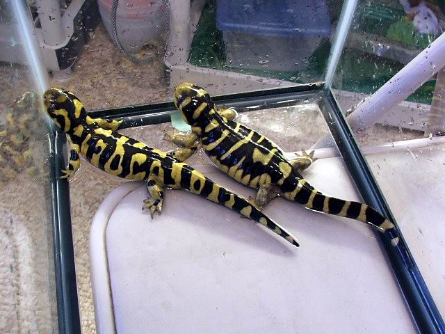 1.1 tiger bar salamanders