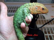 Caiman Lizard C.B. 09 possible female