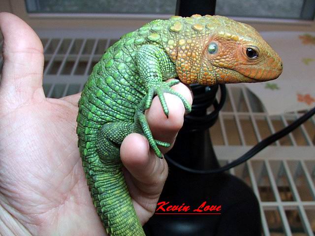 Caiman Lizard C.B. 09 possible female