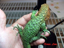 Caiman Lizard same possible female pic #2