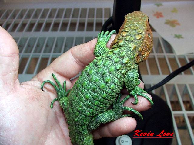 Caiman Lizard same possible female pic #2