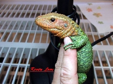 Caiman Lizard C.B. 09 possible male