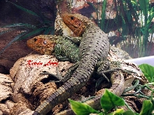 Caiman lizards C.B. 09
