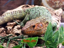 Caiman lizard 09