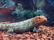 Caiman Lizard (male)