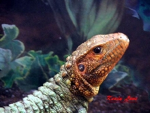 Male Caiman Lizard