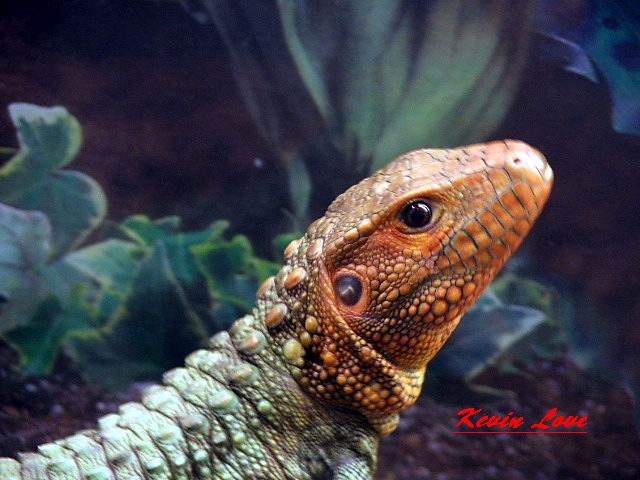 Male Caiman Lizard