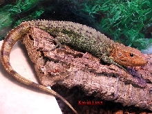 Male Caiman Lizard #1