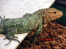 Male Caiman Lizard  #2