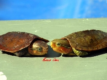 Hatchling Chinese Big Heads