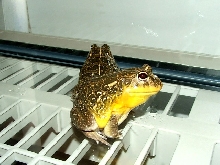 Adult pair of dwarf pixies (edulis)