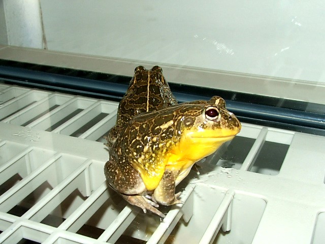 Adult pair of dwarf pixies (edulis)
