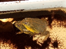 Dwarf Pixies mating (edulis)