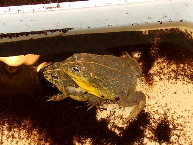 Dwarf Pixies mating (edulis)