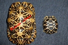 Male Indian Star