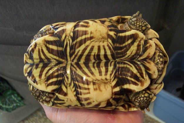 Plastron of Male Indian Star