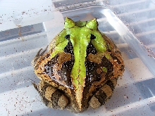 Green Cornuta (suriname)