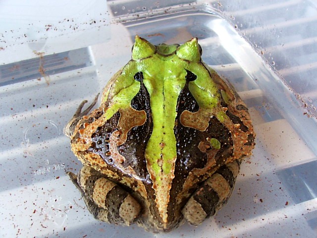 Green Cornuta (suriname)