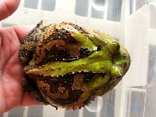 Green Suriname (cornuta)