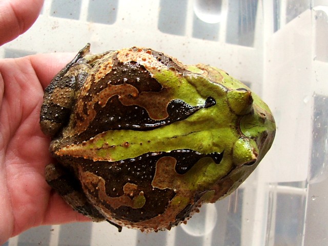 Green Suriname (cornuta)