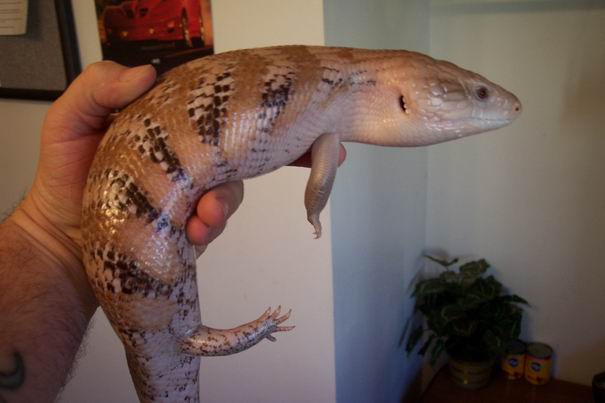 Hypo Northern Blue tongue