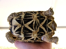 Plastron of Female Indian Star