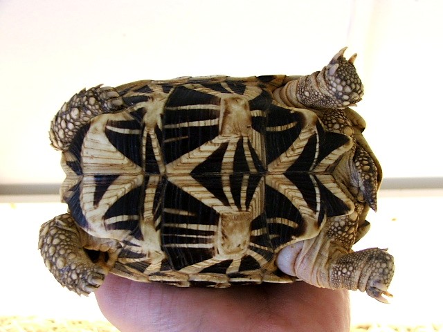 Plastron of Female Indian Star